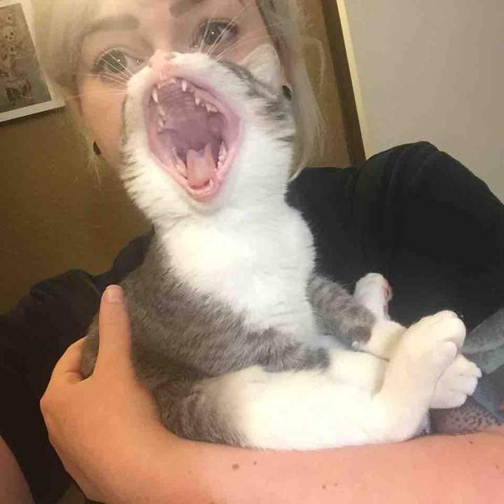 "У пластического хирурга: Доктор, сделайте меня так!!!"